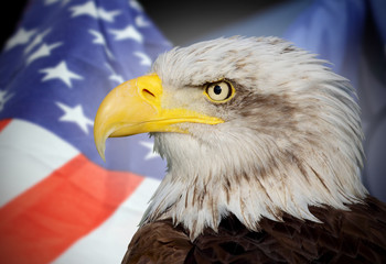 Fototapeta premium national flag of usa and a bald eagle