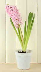 Beautiful hyacinth in flowerpot, on wooden background