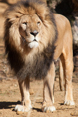 Naklejka premium Löwe