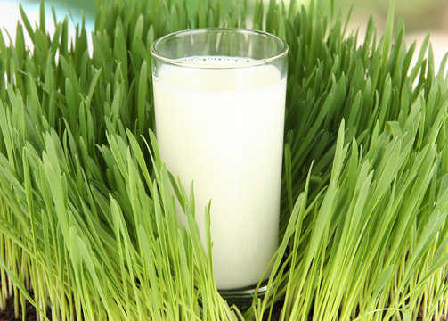 Glass of milk standing on grass close up