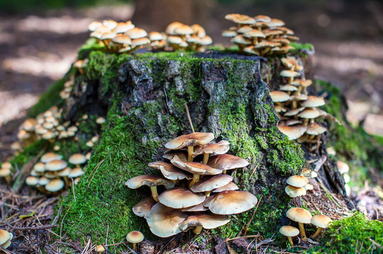 Tree stump with mushrooms