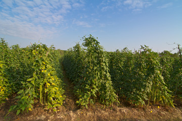 Fototapeta na wymiar Yardlong bean farm against blue sky