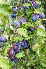 Plums