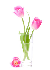 Pink tulips bouquet in vase isolated on white background