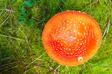 Amanita from above