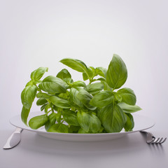 Sweet basil leaves on plate.