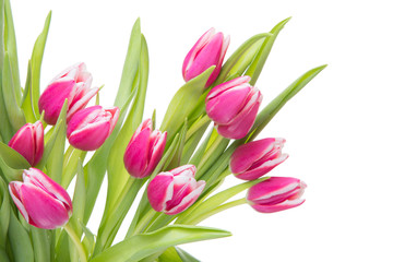 pink tulips on isolated white