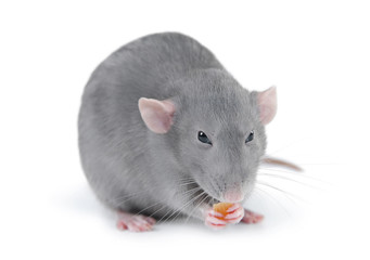 Funny rat on white background