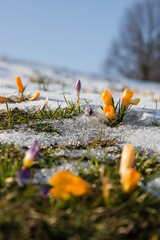 Schneebedeckte Wiese mit Frühlingsblumen