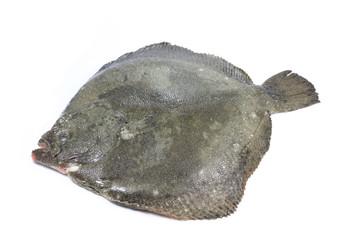 turbot