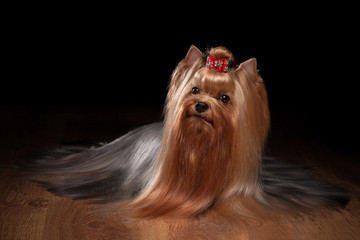 Naklejka premium yorkie puppy on table with wooden texture