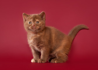 british cat on dark red background