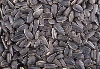 Sunflower dry seeds background with detail closeup