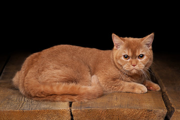 british kitten on table with wooden texture