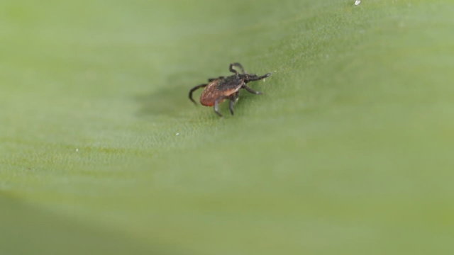 Zecke - Holzbock auf Blatt