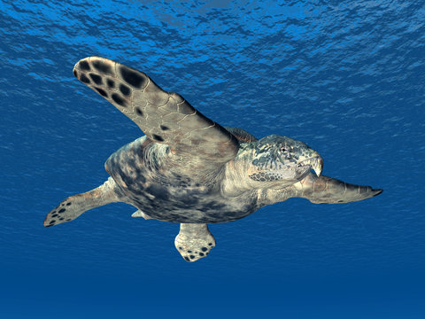 Archelon