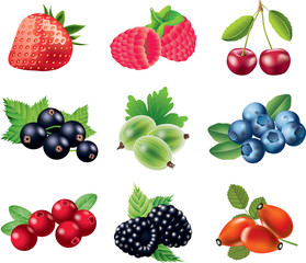 berries photo-realistic vector set