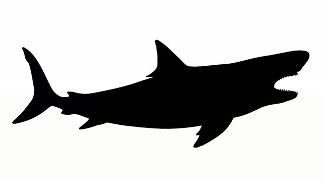 Silhouette of a White Shark