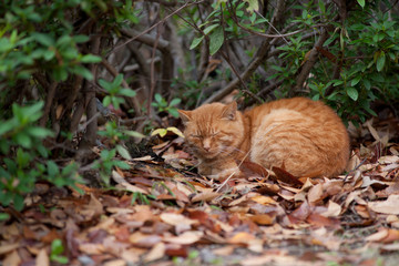 Obraz premium ねこ