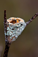 bébé oiseau colibri dans son nid
