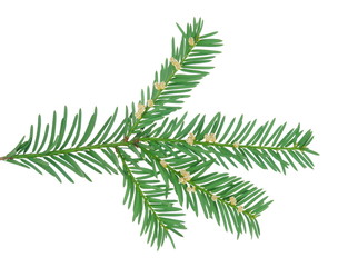 Zweig der Eibe mit Blüten