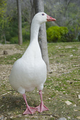 duck white