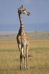 Masai Mara National Reserve, Kenya