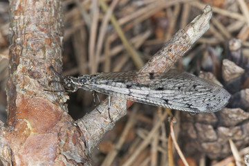 Antlion (Myrmeleontidae) sitting on pine stem, macro photo