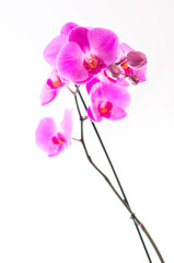 Fototapeta na wymiar Orchidée