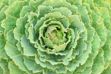 Obraz premium Green decorative cabbage