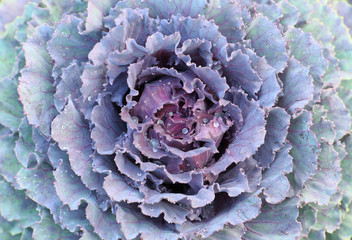 Purple decorative cabbage