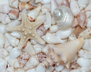 Seashells
