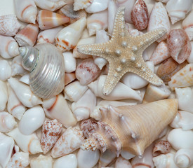 Seashells