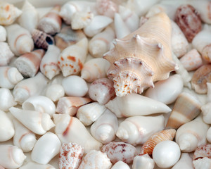 Seashells