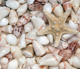Seashells
