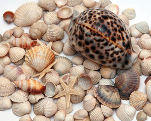 Seashells