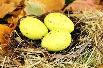 Naklejka na ściany i meble Easter eggs hidden in natural straw nest