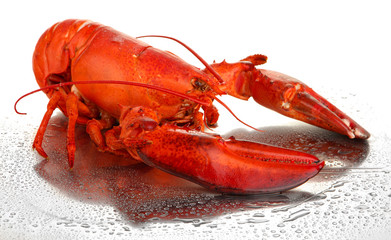 Red lobster isolated on white