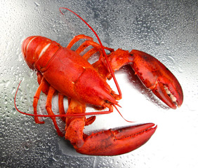 Red lobster on grey background