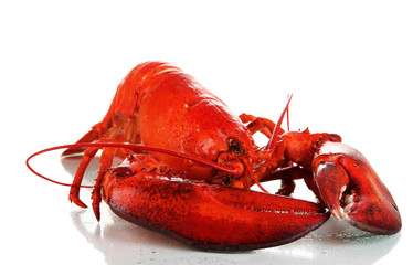 Red lobster isolated on white