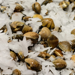 Manlila clams