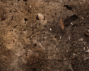 Drewniane tło © Zbyszek Nowak