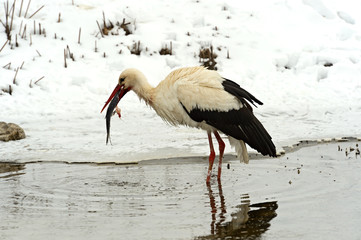 Storks
