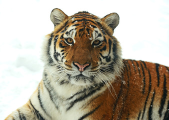 Amur tiger