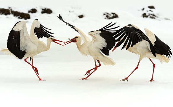 Storks © kyslynskyy