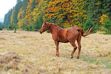 Fototapeta premium Horse