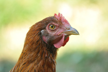 hen