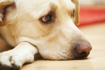 Labrador retriever is laying on the floor.