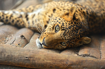 Naklejka premium Portrait of leopard