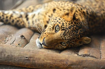 Meubelstickers Portret van luipaard © kyslynskyy